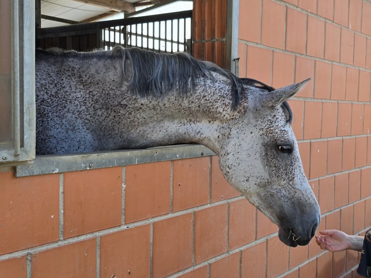 Deutsches Sportpferd Stute 7 Jahre 166 cm Fliegenschimmel in Efringen-Kirchen