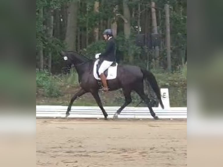 Deutsches Sportpferd Stute 7 Jahre 166 cm Rappe in Potsdam