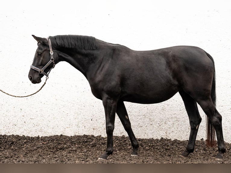 Deutsches Sportpferd Stute 7 Jahre 166 cm Rappe in Nürtingen