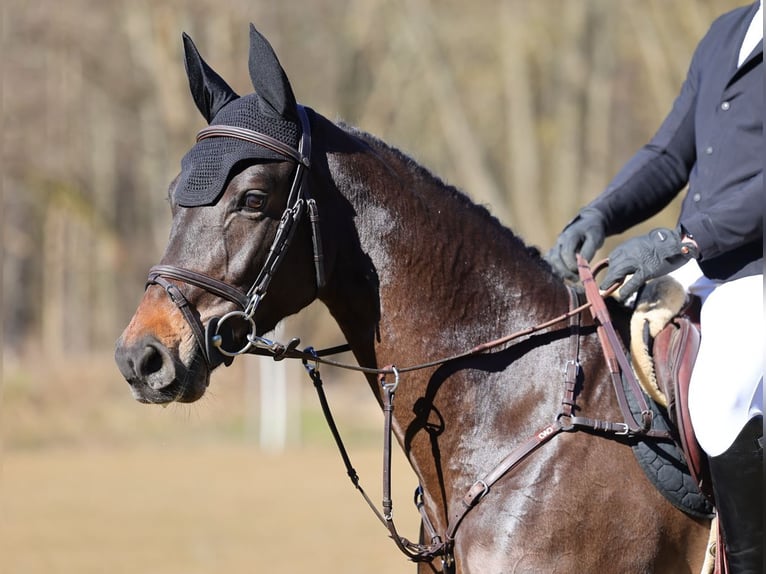 Deutsches Sportpferd Stute 7 Jahre 166 cm Schwarzbrauner in Moritzburg