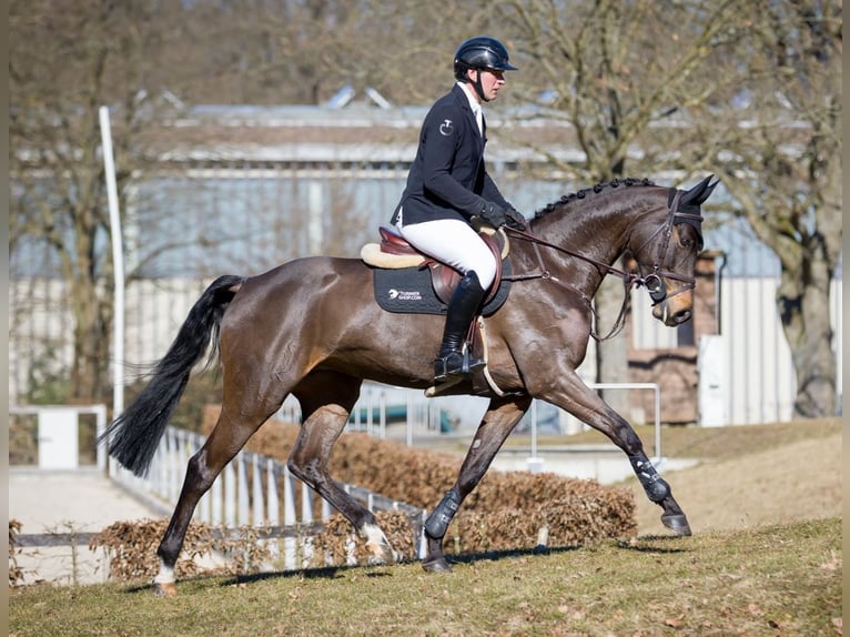 Deutsches Sportpferd Stute 7 Jahre 166 cm Schwarzbrauner in Moritzburg