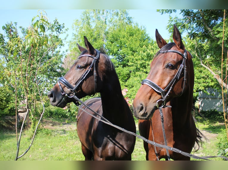 Deutsches Sportpferd Stute 7 Jahre 167 cm Brauner in Hornstein
