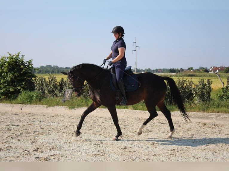 Deutsches Sportpferd Stute 7 Jahre 167 cm Brauner in Hornstein
