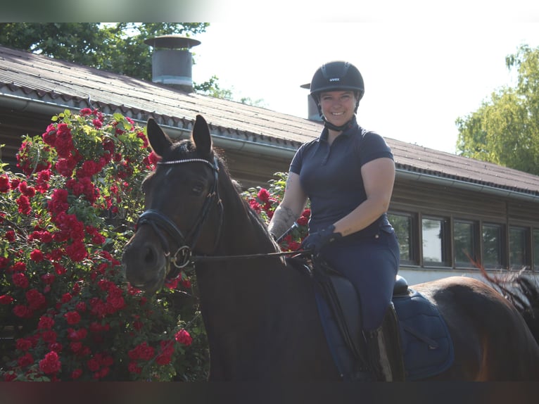 Deutsches Sportpferd Stute 7 Jahre 167 cm Brauner in Hornstein