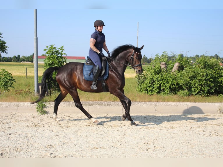 Deutsches Sportpferd Stute 7 Jahre 167 cm Brauner in Hornstein