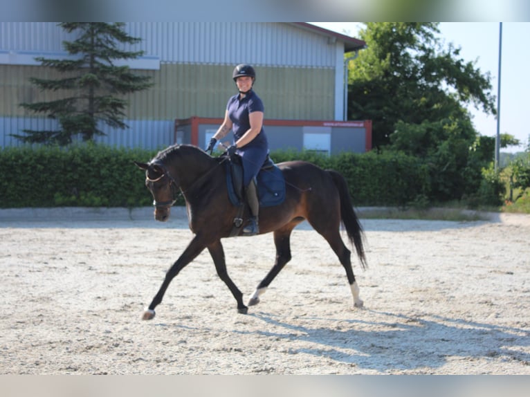 Deutsches Sportpferd Stute 7 Jahre 167 cm Brauner in Hornstein