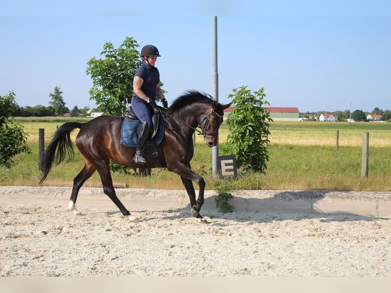 Deutsches Sportpferd Stute 7 Jahre 167 cm Brauner in Hornstein