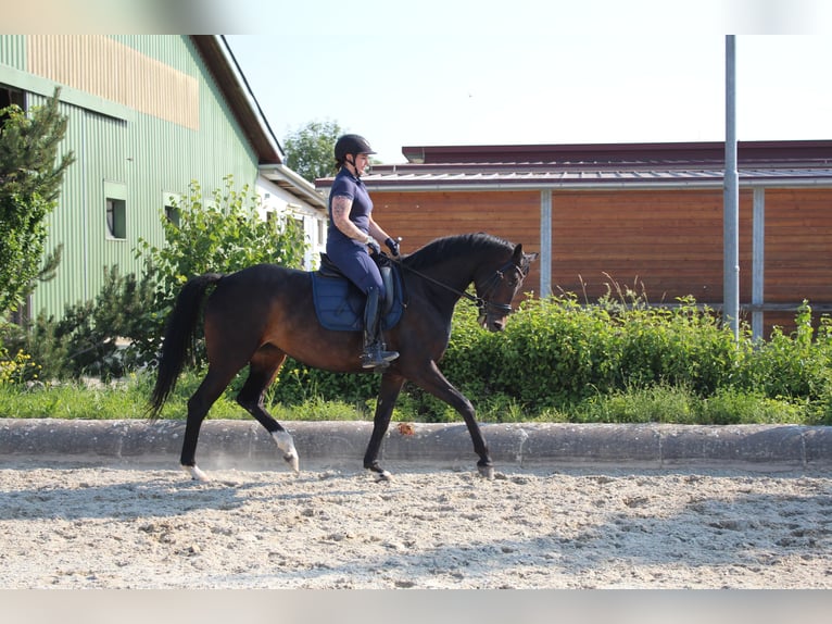 Deutsches Sportpferd Stute 7 Jahre 167 cm Brauner in Hornstein