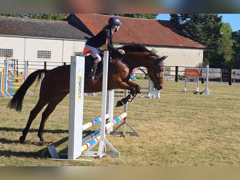Deutsches Sportpferd Stute 7 Jahre 167 cm Brauner in Braunschweig