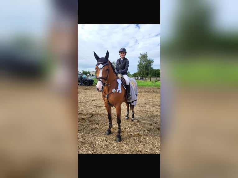 Deutsches Sportpferd Stute 7 Jahre 167 cm Brauner in Kirchardt