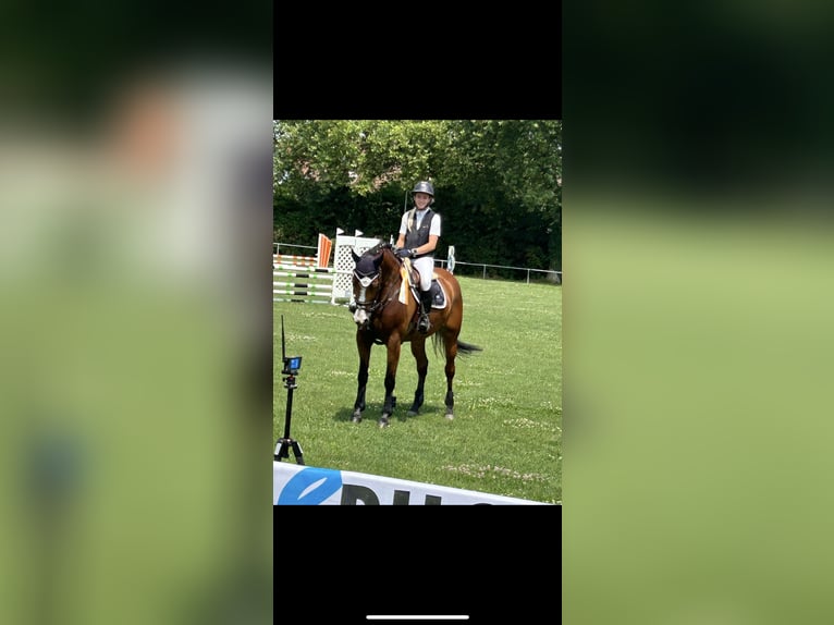 Deutsches Sportpferd Stute 7 Jahre 167 cm Brauner in Kirchardt