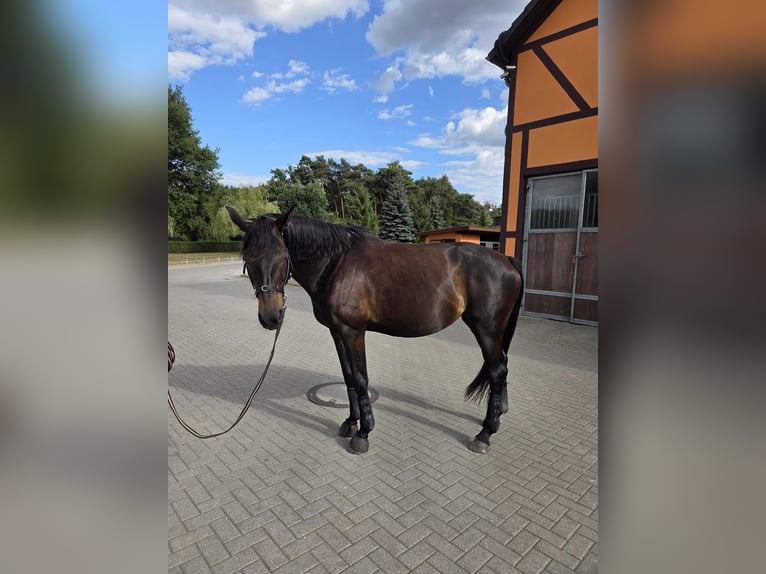 Deutsches Sportpferd Stute 7 Jahre 167 cm Dunkelbrauner in Blankenfelde-Mahlow
