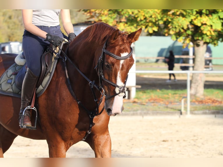 Deutsches Sportpferd Stute 7 Jahre 167 cm Fuchs in Diez