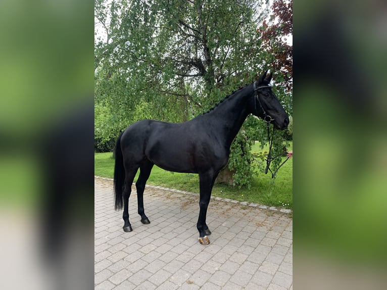 Deutsches Sportpferd Stute 7 Jahre 167 cm Rappe in G&#xFC;glingen