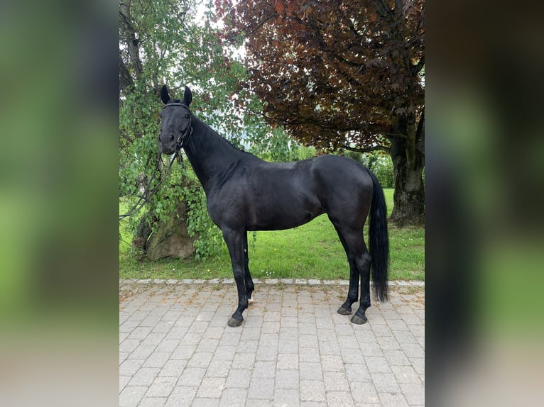 Deutsches Sportpferd Stute 7 Jahre 167 cm Rappe in G&#xFC;glingen