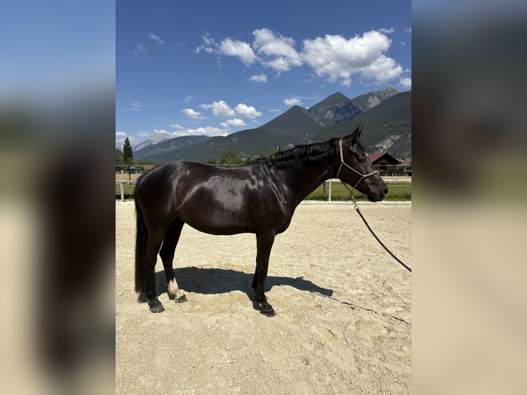 Deutsches Sportpferd Stute 7 Jahre 167 cm Schwarzbrauner in Unterperfuss