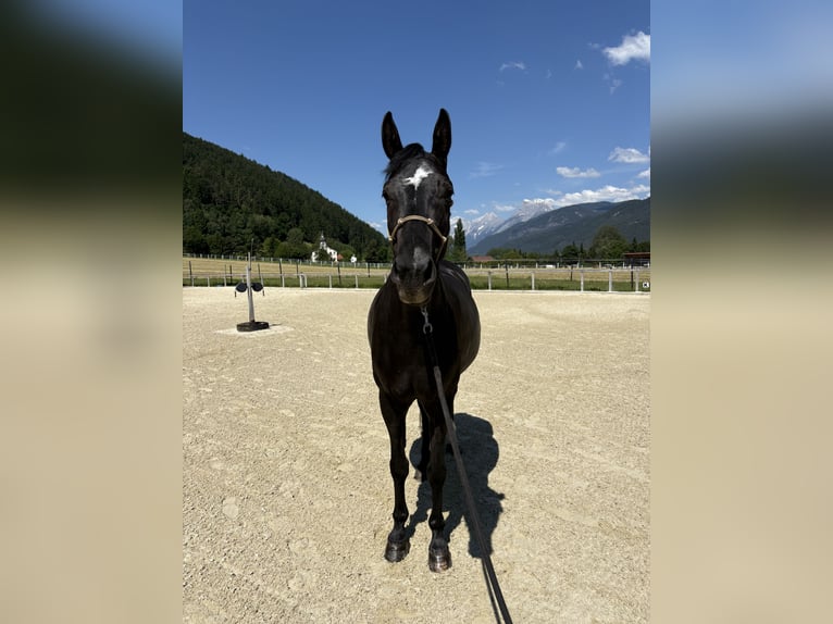 Deutsches Sportpferd Stute 7 Jahre 167 cm Schwarzbrauner in Unterperfuss