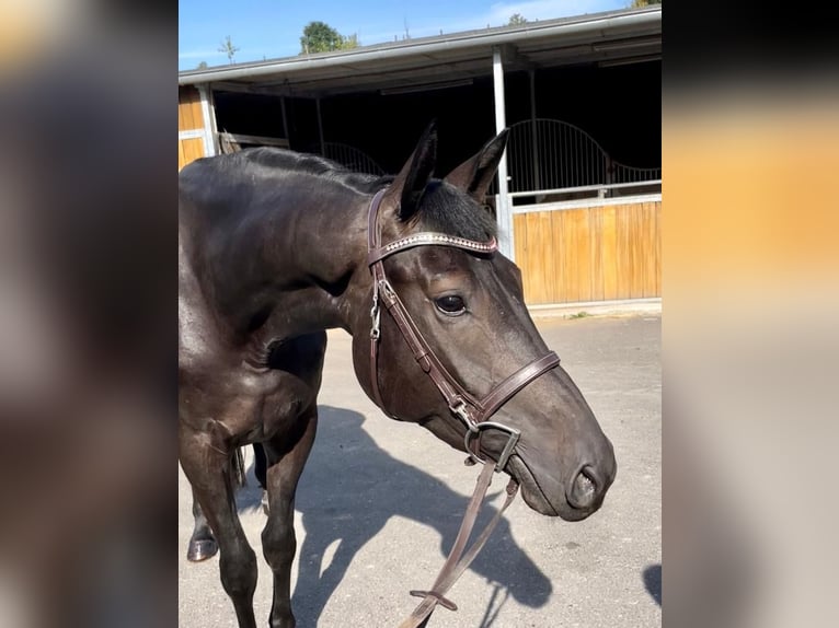 Deutsches Sportpferd Stute 7 Jahre 167 cm Schwarzbrauner in Engelskirchen
