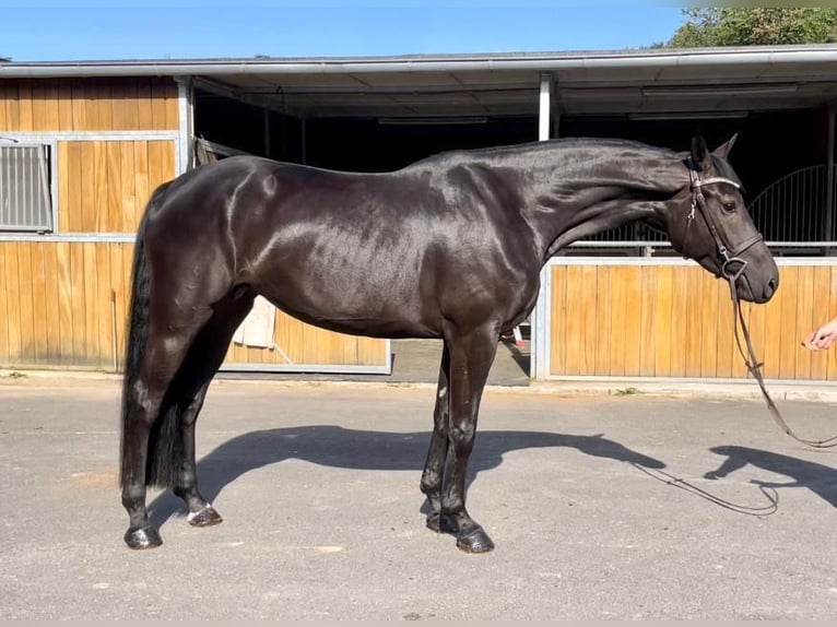 Deutsches Sportpferd Stute 7 Jahre 167 cm Schwarzbrauner in Engelskirchen