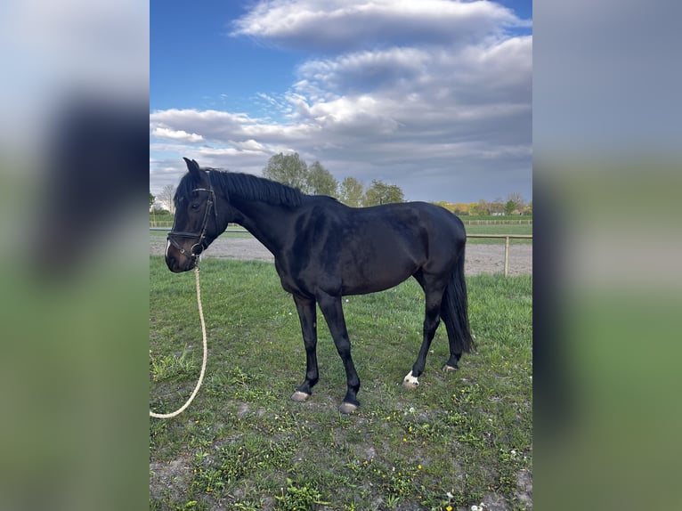 Deutsches Sportpferd Stute 7 Jahre 167 cm Schwarzbrauner in Miltern