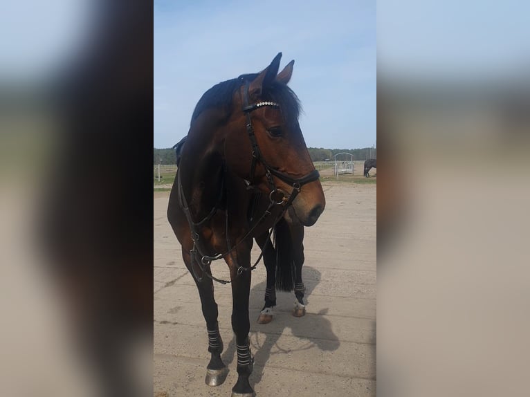 Deutsches Sportpferd Stute 7 Jahre 168 cm Brauner in Bestensee