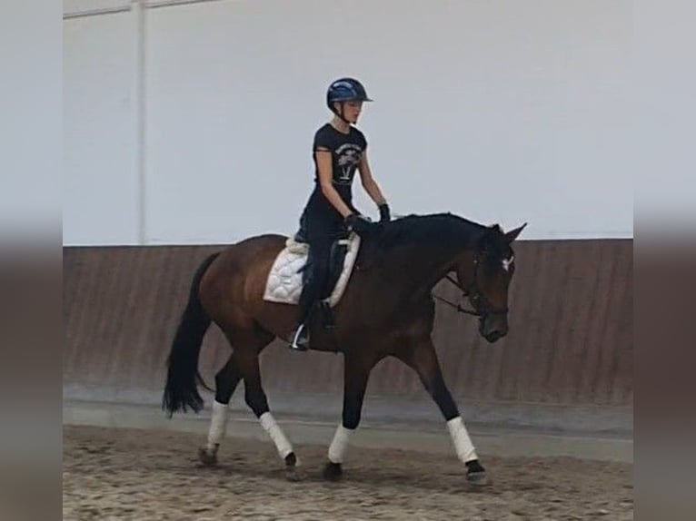Deutsches Sportpferd Stute 7 Jahre 168 cm Brauner in Bestensee
