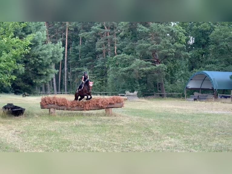 Deutsches Sportpferd Stute 7 Jahre 168 cm Brauner in Bestensee