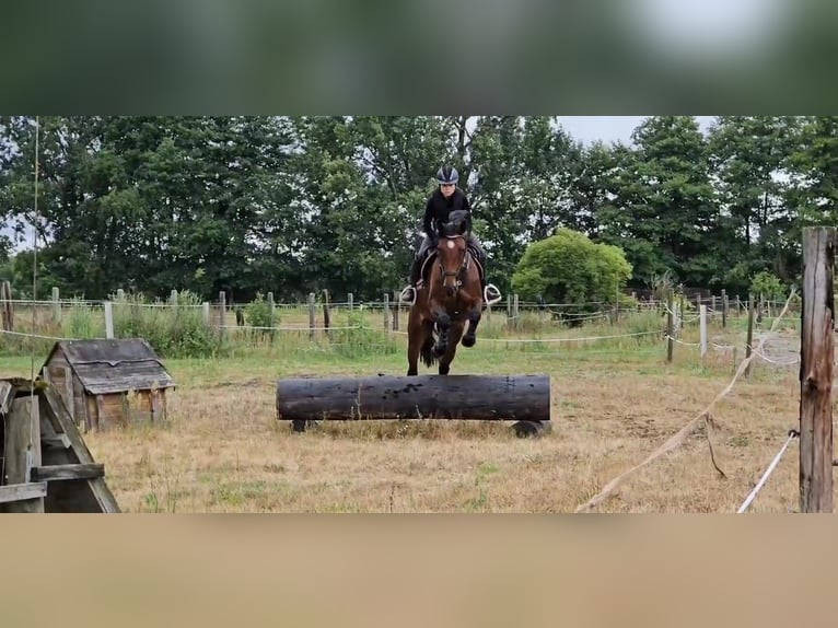 Deutsches Sportpferd Stute 7 Jahre 168 cm Brauner in Bestensee