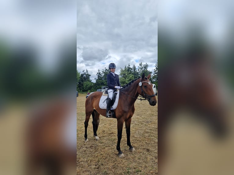 Deutsches Sportpferd Stute 7 Jahre 168 cm Brauner in Bestensee