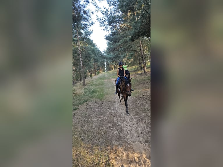 Deutsches Sportpferd Stute 7 Jahre 168 cm Brauner in Bestensee