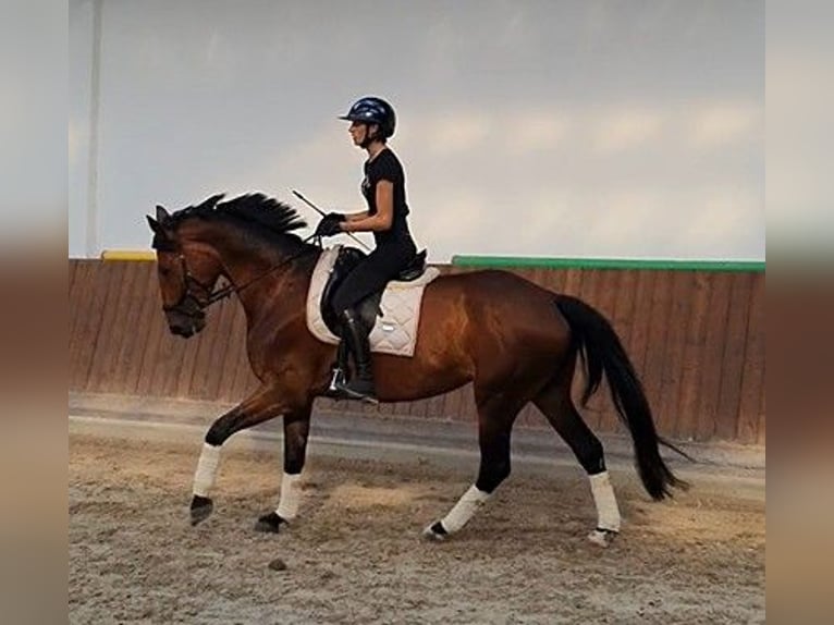 Deutsches Sportpferd Stute 7 Jahre 168 cm Brauner in Bestensee