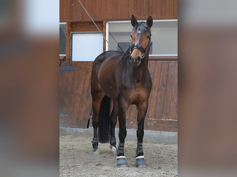 Deutsches Sportpferd Stute 7 Jahre 168 cm Brauner in Bestensee