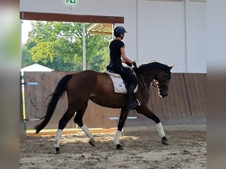 Deutsches Sportpferd Stute 7 Jahre 168 cm Brauner in Bestensee