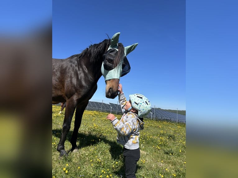 Deutsches Sportpferd Stute 7 Jahre 168 cm Brauner in Osburg