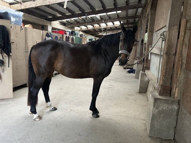Deutsches Sportpferd Stute 7 Jahre 168 cm Brauner in Osburg