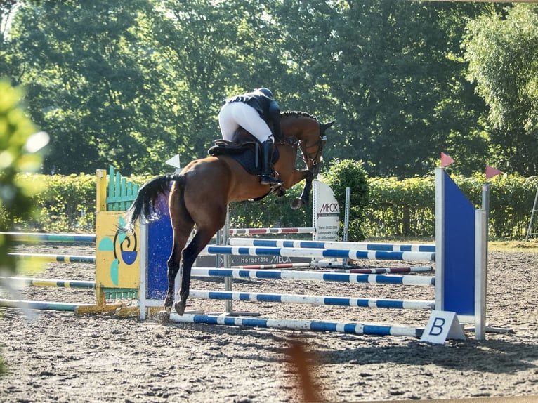 Deutsches Sportpferd Stute 7 Jahre 168 cm Brauner in Allersberg