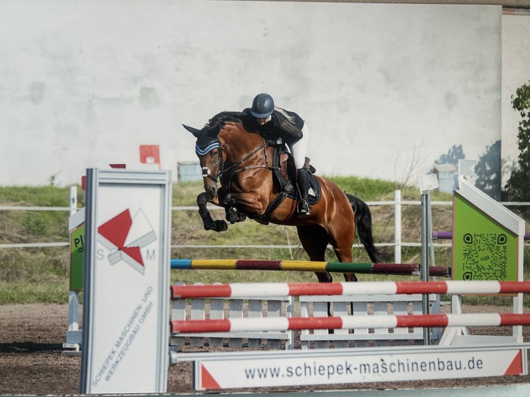 Deutsches Sportpferd Stute 7 Jahre 168 cm Brauner in Allersberg