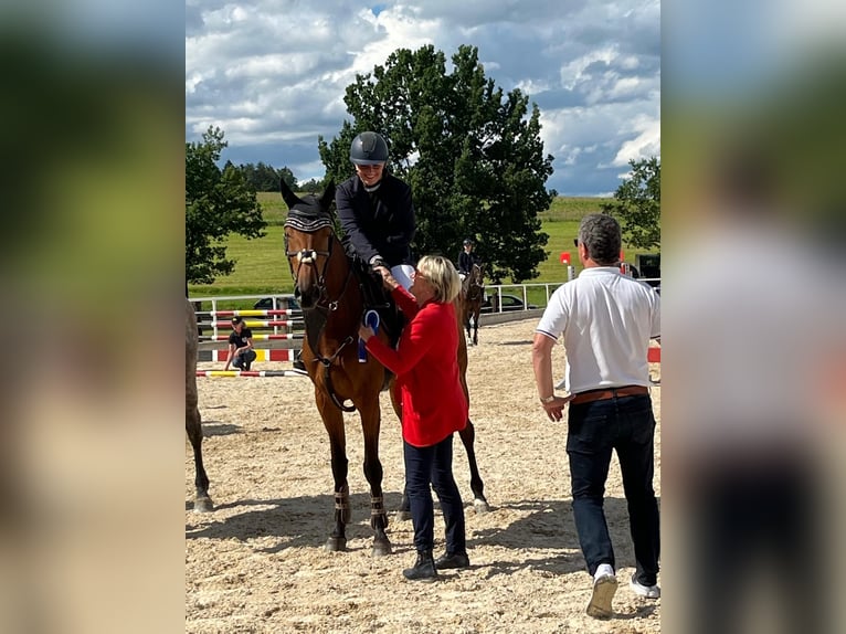 Deutsches Sportpferd Stute 7 Jahre 168 cm Brauner in Allersberg