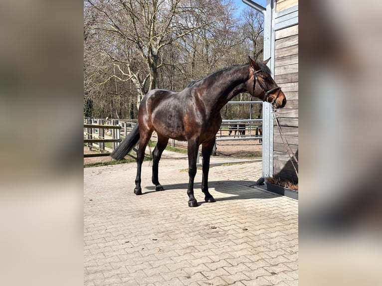 Deutsches Sportpferd Stute 7 Jahre 168 cm Brauner in Leipzig