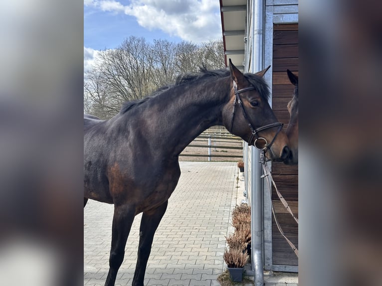 Deutsches Sportpferd Stute 7 Jahre 168 cm Brauner in Leipzig