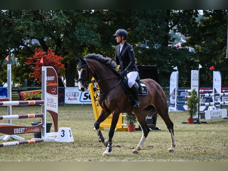 Deutsches Sportpferd Stute 7 Jahre 168 cm Brauner in Lengenfeld