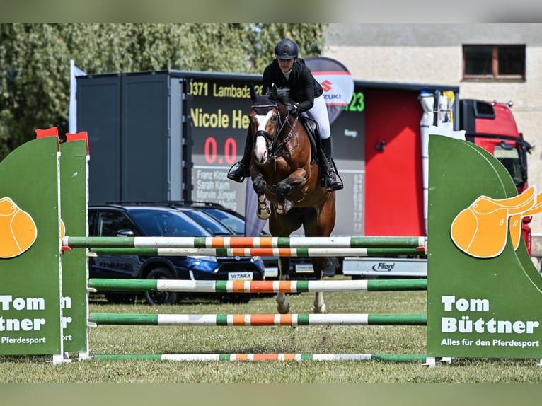 Deutsches Sportpferd Stute 7 Jahre 168 cm Brauner in Lengenfeld