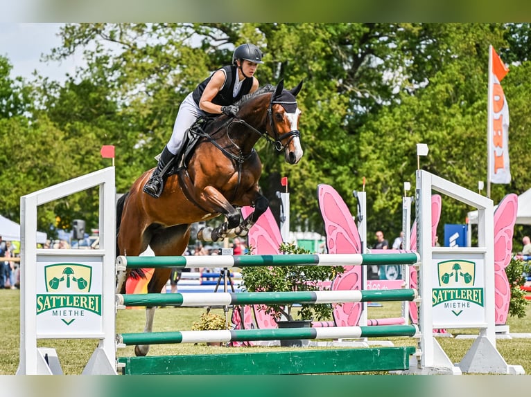 Deutsches Sportpferd Stute 7 Jahre 168 cm Brauner in Lengenfeld