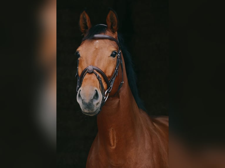 Deutsches Sportpferd Stute 7 Jahre 168 cm Brauner in Landsberg