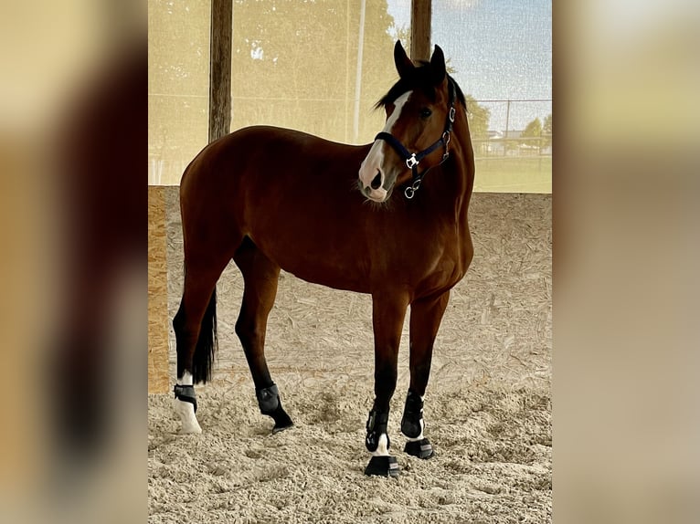 Deutsches Sportpferd Stute 7 Jahre 168 cm Brauner in Mühlacker