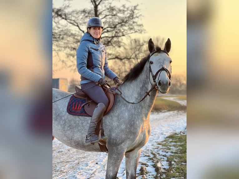 Deutsches Sportpferd Stute 7 Jahre 168 cm Braunfalbschimmel in Gaimersheim