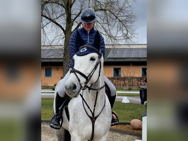 Deutsches Sportpferd Stute 7 Jahre 168 cm Braunfalbschimmel in Gaimersheim