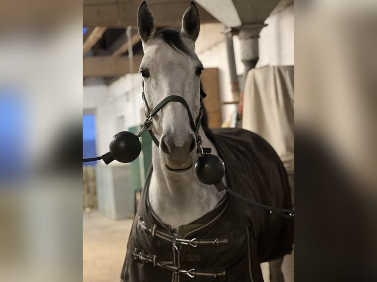 Deutsches Sportpferd Stute 7 Jahre 168 cm Braunfalbschimmel in Gaimersheim