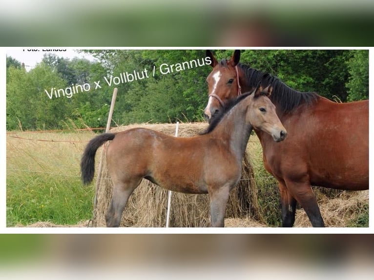 Deutsches Sportpferd Stute 7 Jahre 168 cm Braunfalbschimmel in Gaimersheim