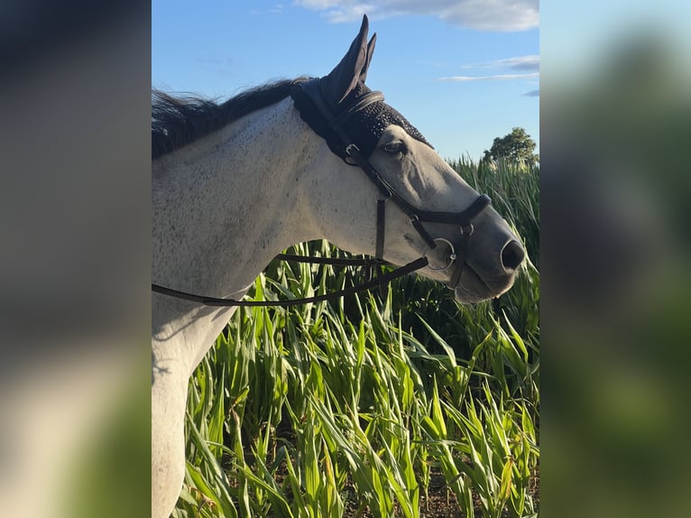 Deutsches Sportpferd Stute 7 Jahre 168 cm Braunfalbschimmel in Gaimersheim